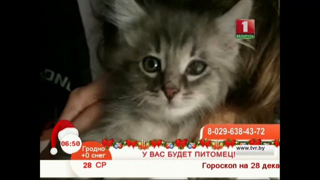 У вас будет питомец! смотреть онлайн