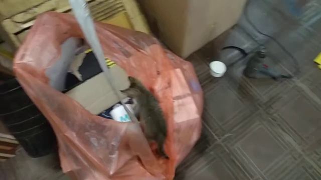 Сервисная кошка Мазут смотреть онлайн