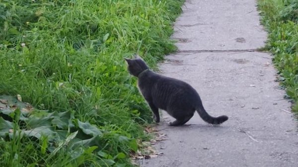 Кот охотник.