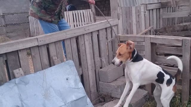 Набат на домашней охоте на кабана. смотреть онлайн