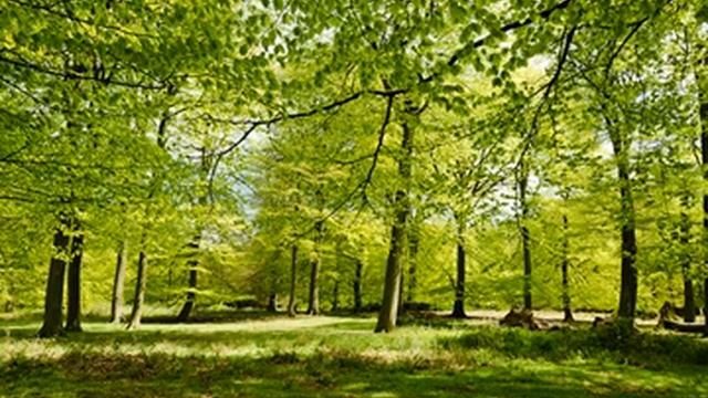 Johann Strauss Sr - Wiener Klange Im Walzertakt Mit Johann Strauss - VII смотреть онлайн