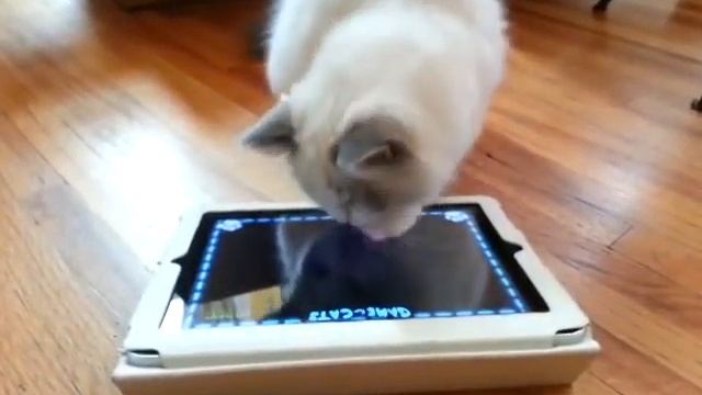 Noori The Blue Lynx Bicolor Ragdoll Playing Her Game On IPad