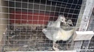 Чем кормить гусят? С первых дней жизни!