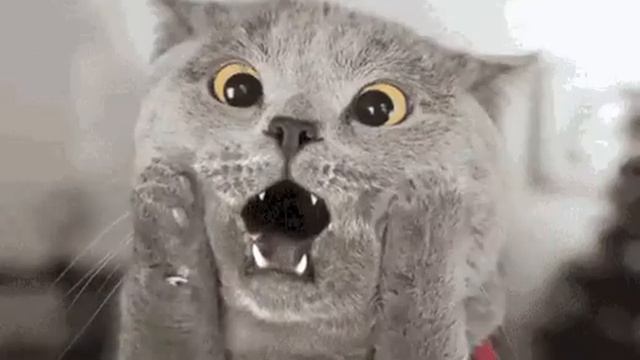 Excited Cat GIF смотреть онлайн