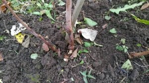 Наросты  на побегах малины - стеблевая галица малины.Меры борьбы.