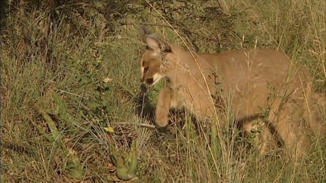 The Desert Lynx : Caracal | AFRICA'S LITTLE 5 смотреть онлайн