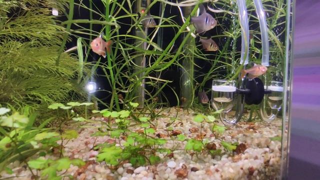 СО2 В АКВАРИУМ!!! ДЕШЕВО, ЛЕГКО, ПОНЯТНО. смотреть онлайн