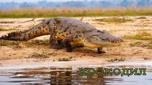 Тварини Африки їх голоси та звуки.