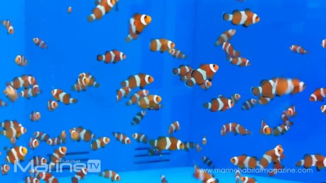 Amphiprion Ocellaris - Clownfish