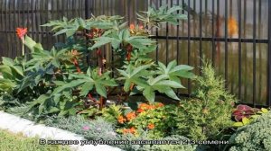 Клещевина — посадка и уход в открытом грунте на участке