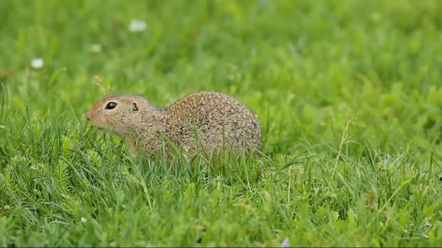 Europäisches Ziesel - European Ground Squirrel - Spermophilus citellus смотреть онлайн