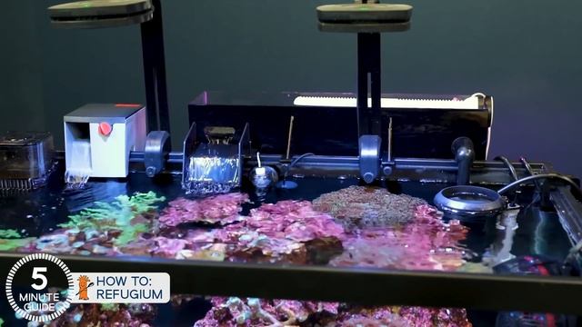The lazy man’s way to avoid algae. Refugium set up tips for nitrate and phosphate control. смотреть онлайн
