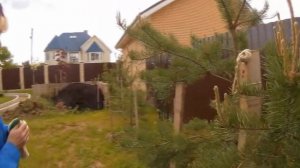 Посадка взрослой сосны из леса - 100% результат!