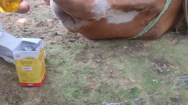 aj ka bohot Sara fild work bull banding castresion смотреть онлайн