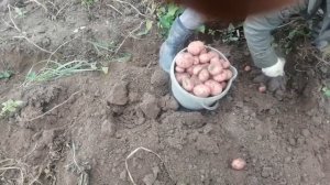 Балтик роуз картофель ? 2021