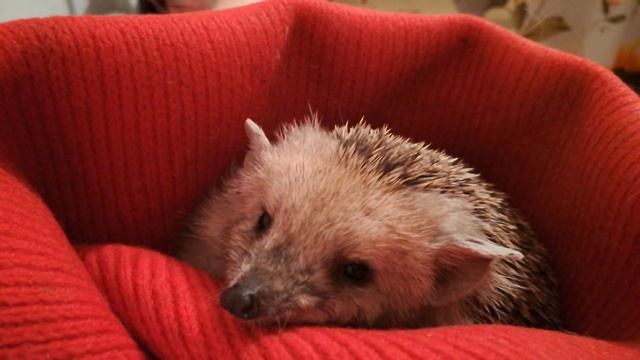 Ёжик спит смотреть онлайн