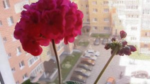 Пеларгонии на балконе