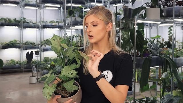 10 Colourful Syngonium | UNDER $100! смотреть онлайн