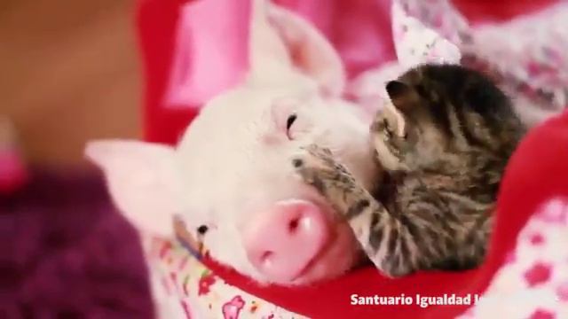 Год свиньи уже близко! смотреть онлайн