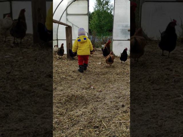 Утро в курятнике 2 смотреть онлайн