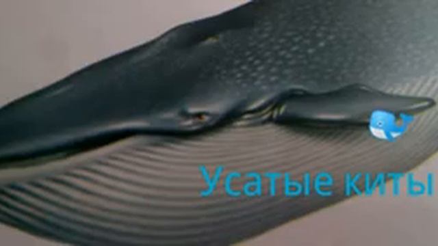 Усатые киты их жизнь, разновидности интересные факты о них. смотреть онлайн