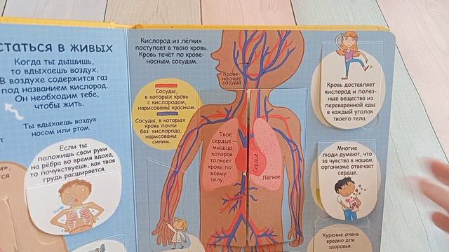 Обзор самой популярной детской книги с окошками смотреть онлайн