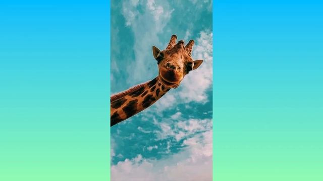 Обои на телефон ✨Лето✨ смотреть онлайн