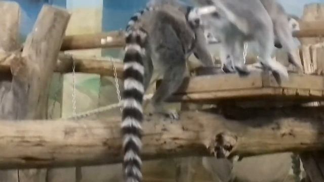 Кошачьи лемуры и их детёныши смотреть онлайн