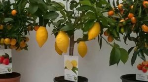Лекарственные комнатные растения.  Растения умеют лечить!