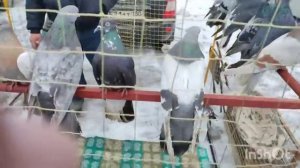 ВЫСТАВКА -ЯРМАРКА ГОЛУБЕЙ! ЕНАКИЕВО!2024!