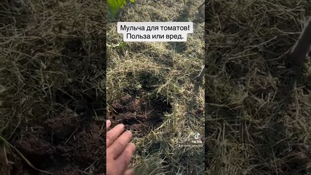 Мульчирование томатов травой.