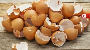 Яичная скорлупа в огороде, удобрение из яичной скорлупы, кальций для растений, кальций в огороде