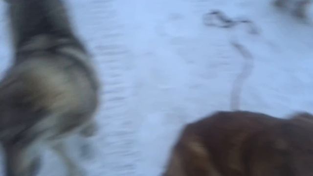 Как дрессировать, не трогая собаку руками,на примере запрета поднимать с земли еду смотреть онлайн