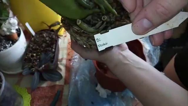 Распаковка посылки с орхидей. Bc. Maikai смотреть онлайн