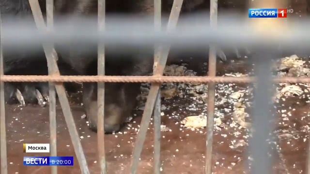 Ресторан "Мой двор" незаконно содержат медведя и волка смотреть онлайн