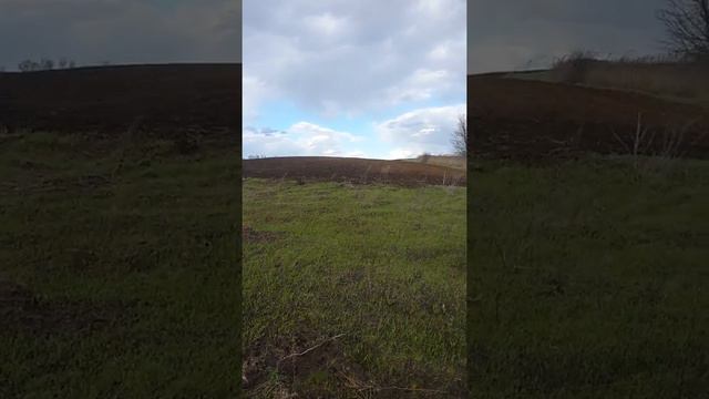 Первая культивация под подсолнух."Культиватор паровий КПП-8 ,уманьферммаш" смотреть онлайн