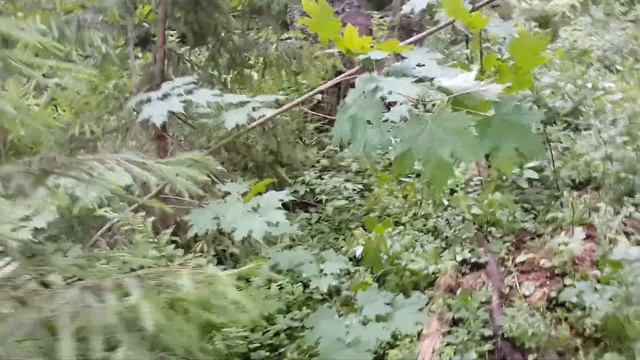 В лес за дровами. Папоротник и поиски хищника смотреть онлайн