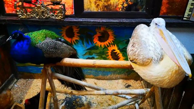 ТРОГАТЕЛЬНЫЙ ЗООПАРК РОСТОВ-НА-ДОНУ. смотреть онлайн