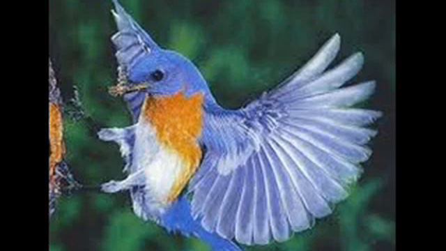 Fuzzy Bird Sonata смотреть онлайн