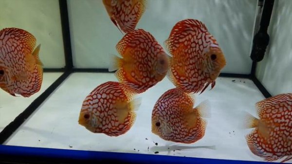 Red Panda Discus