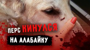 ВСЕ собаки напали на алабайку Розу. Линда кидается на Перса. Лечим Масю со сломанной лапой.