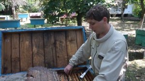 Серые горные кавказские пчёлы