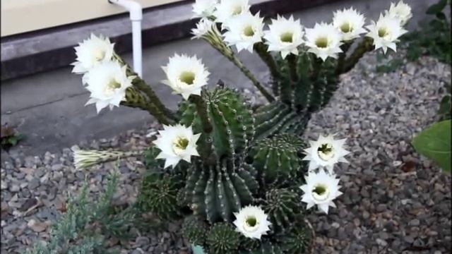 Как цветёт кактус! Такое случается раз в год. смотреть онлайн