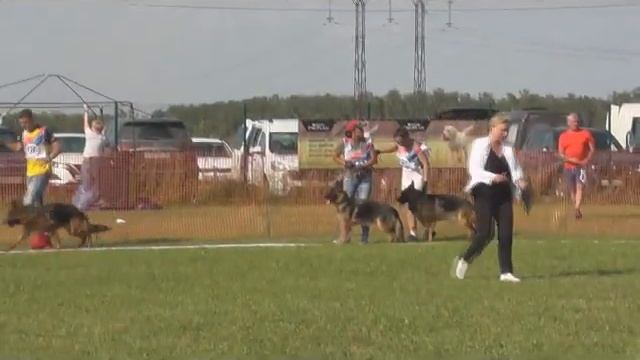 Главная выставка немецких овчарок РСЛНО 2021г. Класс молодых сук. смотреть онлайн