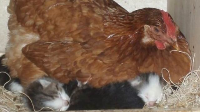 Как курица котят высиживала! Настоящая мама! смотреть онлайн