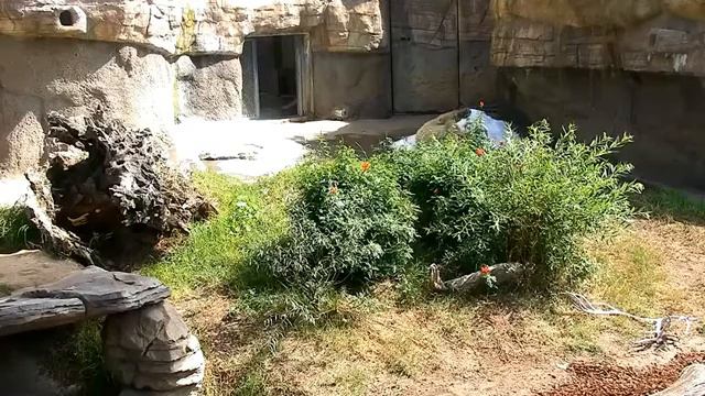 Мишка :После купания очень приятно в снегу кувыркаться#Сан-Диего смотреть онлайн