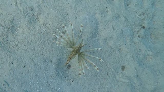Рыбы Мальдив: Крылатка (Lion Fish, Рыба-Лев) смотреть онлайн