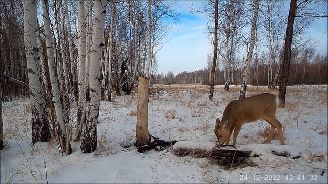 Камера установлена на солонце. Наблюдаем за его посетителями.