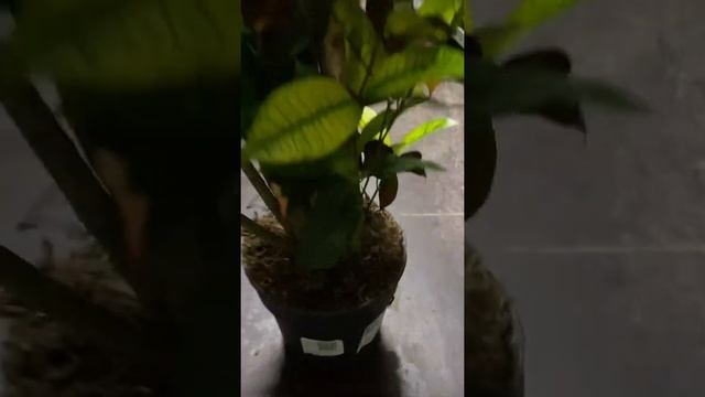 Кодиеум Миссис Айстон бранч 19/60 смотреть онлайн