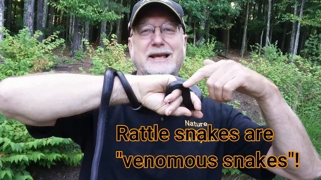 Five things everyone should know about Black Snakes (Panterophis alleghaniensis (Black Rat Snake) смотреть онлайн